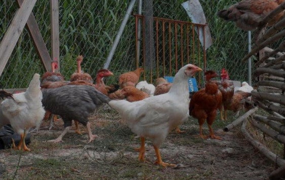 Ήπειρος: Παίρνουν μέτρα για τη γρίπη των πτηνών